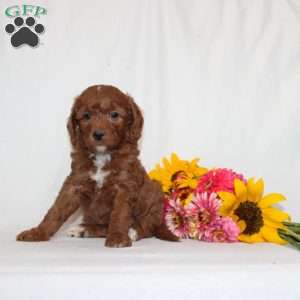Holly, Mini Goldendoodle Puppy